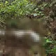 「保鮮膜木乃伊」遭棄置荔枝園　高大成想不透「詭異行徑」