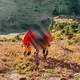 影/花蓮南湖大山30歲男高山症肺水腫　黑鷹直升機吊掛