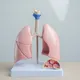 不菸不煮飯也罹肺腺癌！婦健檢揪出「1.7公分毛玻璃」