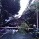 北市中山區18公尺巨樹倒塌　6機車遭砸毀幸無人傷