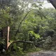 影/陽明山「樹扒皮吹倒」！文化大學學生宿舍附近樹木遭強風衝擊