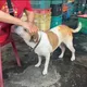 花蓮火警鐵皮屋暗夜狂燒　愛犬來福抓門喚女主人逃生