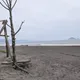 宜蘭壯圍海岸盪鞦韆詭異命案　防風林帳篷驚現男腐屍
