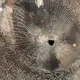 影/陽明交大教授新竹砍殺妹婿遭開槍制伏！警方：屋內有6大人、4小孩受困
