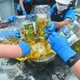 早安！重磅頭條：不可思議的食安漏洞震撼曝光