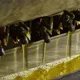衛福部擴大食用油稽查　首波鎖定苦茶油