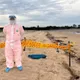 金門慈堤驚見海漂豬屍！確診非洲豬瘟　豬肉、加工品禁輸台1週