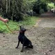 新北坪林獨居翁猝逝　13隻愛犬未破壞遺體忠心護主