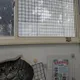 新北樹林小狗頂樓墜落慘死　飼主疏失遭動保處開罰1萬5