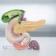 尿色深黃、眼白變黃！30多歲女檢查竟確診2期胰臟癌