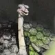 比抓賊還難？颱風夜鴕鳥逃家撞凹引擎蓋　桃園警圍捕制伏