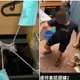 高大男虐殺「40隻倉鼠」記2大過畢業　錄取成大碩士班