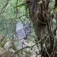 驚悚畫面曝！花蓮和平林道砂石車翻落墜邊坡　駕駛噴飛亡