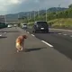 驚險！國1黃金獵犬誤闖車道狂奔　熱心駕駛慢速護航