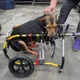 新北市中高齡犬貓占總數4成　推長照教育訓練培育人才