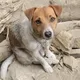 搜救犬Wilson被爆遭虐死　花蓮消防局澄清：絕無虐待