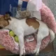 搜救犬虐待疑雲　高大成分析「動物反應好」：不信摔下就亡