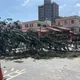 金門中正國小10米高南洋杉突橫倒路面　小客車慘被壓