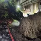 影/台中巨大路樹突倒塌！2員警慘遭壓傷　5分鐘驚險脫困