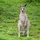北市動物園最後一隻「大灰袋鼠奶奶」離世　昔因貴妃臥爆紅