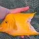 日月潭魚虎大爆發！鬼月不怕鬼王　紅魔鬼遭啃斷下半身