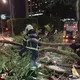 北市大安區1米路樹突倒塌　橫跨2車道幸無人傷