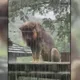 影/壽山動物園「濕獅」雨中演MV？「小辛」淋雨落寞爆紅