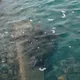 和平島驚見150公分綠蠵龜！疑隨漲潮誤闖　珊瑚花園水池急關閉
