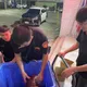 影/高雄梓官暴雨逾30隻烏龜越獄遊街　警民救回「物龜原主」