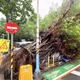 北市大安區10米高路樹突倒塌　4車遭壓毀損幸無人傷