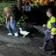 影/帶寵物鴨夜遊迷途！恆春男女困龍磐公園　凌晨自行脫困