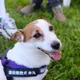 台中消防局退役搜救犬回娘家！　天天玩具美食變「圓潤」了