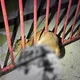 苗栗小山羌誤闖民宅卡鐵門腹部濺血　警火速救援
