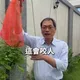 綠鬣蜥大軍入侵立委家！蘇清泉「徒手活捉」籲政府加強根除