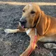 曾協尋林葉亭父親！搜救犬巴薩遭雨傘節咬傷　缺血清搶救4小時不治