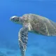網路熱議小琉球遊客摸海龜！海巡查獲當事人　最高恐罰30萬