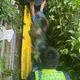 影/嘉義7旬翁割草失足墜2米深溝　警消漏夜循呼救聲救人
