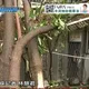 路樹倒塌害住戶受困一夜！里長不忍了：護樹團體要不要來幫忙善後