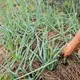 颱風薔琵致農損逾1.5億元　宜蘭達全品項救助標準