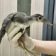 釣魚完亂丟釣線害慘牠！「苦雞仔」險截肢喪命　動保處急救援