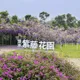 賞花祕境掰了！淡水「紫藤花園」頻遭檢舉　創辦人宣布關閉