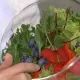 美國毒生菜爆環孢子蟲疫情!食藥署:未輸台