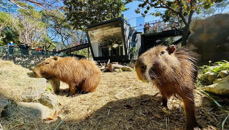 1年多大改造！高雄壽山動物園16日亮相試營運　新動物水豚、迷你驢登場