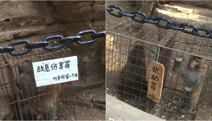 掃黑除惡向「猴」出手！峨眉山多隻獼猴「犯罪被拘留」　景區：人猴分離管理初見成效