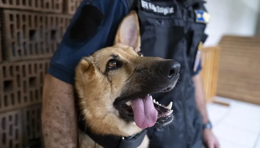 烏克蘭軍犬前線參戰重傷失去右耳下顎　傷癒後轉任警隊親善大使持續服務