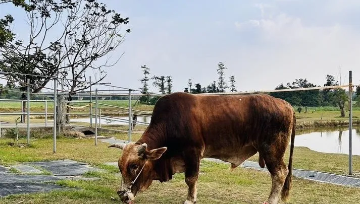 南投受虐黃牛住進台南「老牛的家」　逐步恢復健康