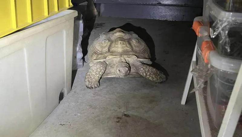 愛龜「屁毛」失蹤！彰化飼主急協尋　竟在住家倉庫找到