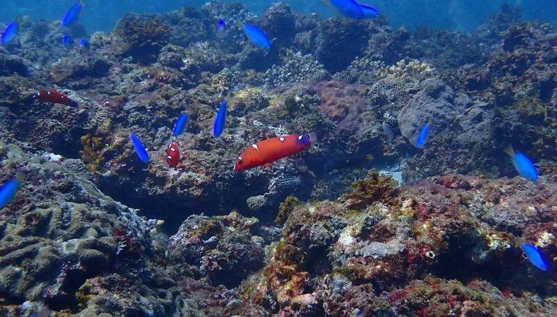 漁獲量12年暴跌4成！新北擬擴大3浬海洋保育區　禁潛水魚槍