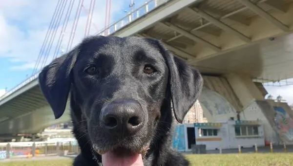 毛英雄退役！搜救犬Matt、Olina開放寄養申請