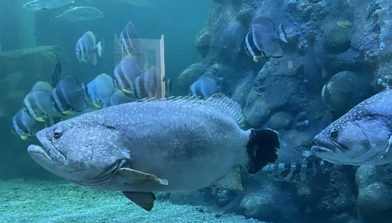 澎湖水族館鎮館石斑「疤哥」辭世　33年生命旅程落幕